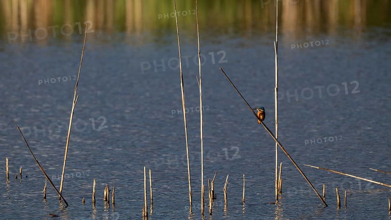 Kingfisher (Alcedo atthis) in reeds, Naturquartier Grosswilfersdorf, Grosswilfersdorf, Styria, Austria