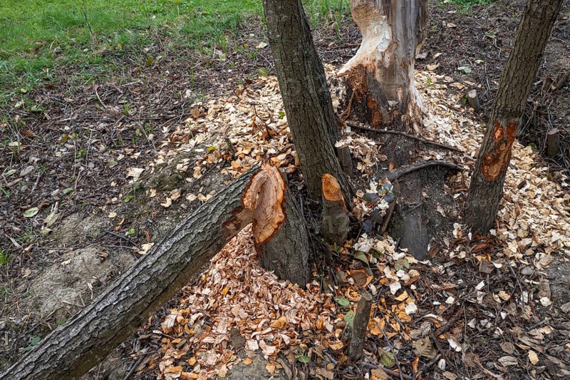 European beaver (Castor fiber), eating marks, Littlewood Ranch, Limbach, Burgenland, Austria