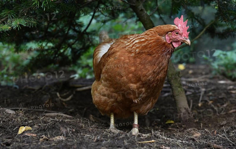 Hen, Gallus gallus domesticus, looking for food in a free-range farm, organic farming, Saxony-Anhalt, Germany