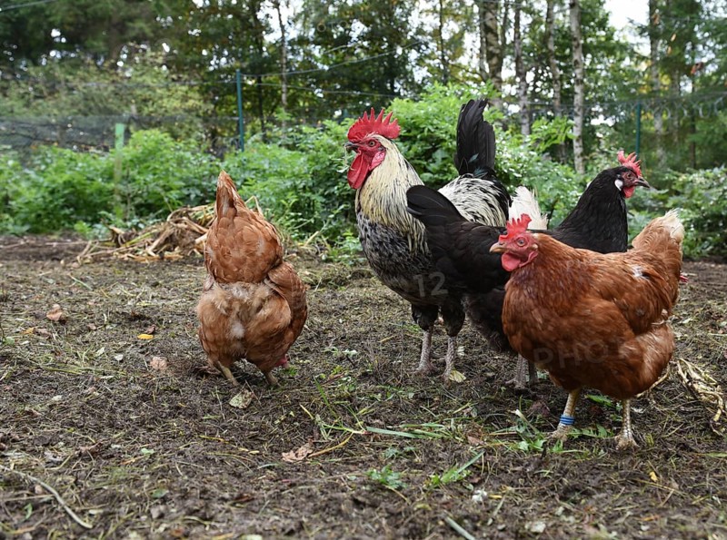 Domestic chickens, Gallus gallus domesticus, with roosters searching for food in outdoor enclosures, Saxony-Anhalt, Germany