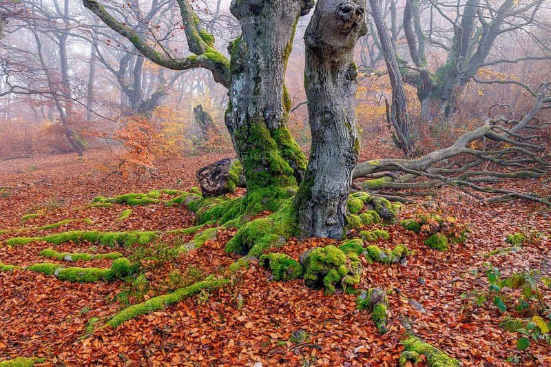 Beech in Hutewald Halloh, Hesse, Germany