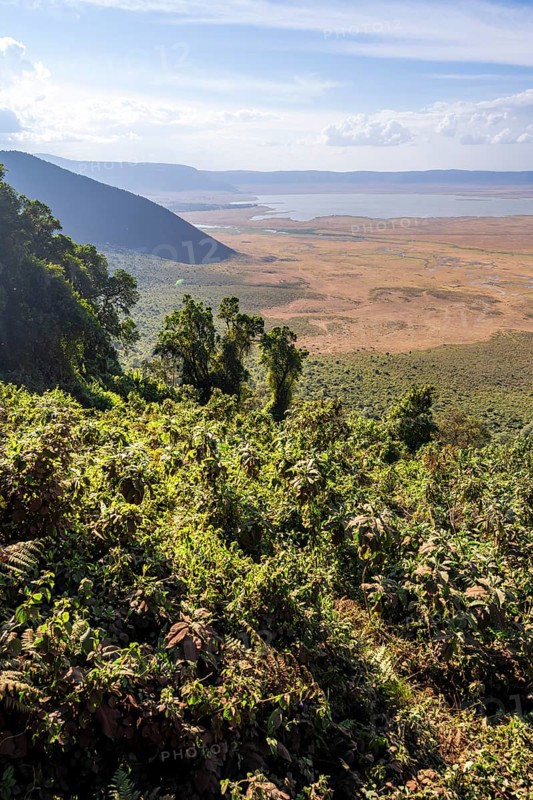 View of Ngorongoro Crater, Crater Viewpoint, Forest and Savanna Landscape, Ngorongoro Conservation Area, Tanzania