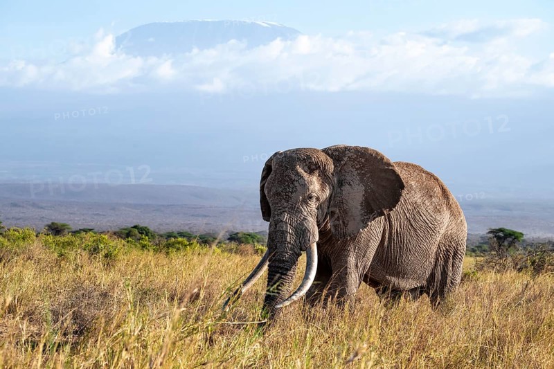 African elephant (Loxodonta africana) in picturesque landscape with the summit of Mount Kilimanjaro, the famous Super Tusker elephant Craig and Pascal, old male with long tusks, in atmospheric evening light, Kajiado County, Kenya