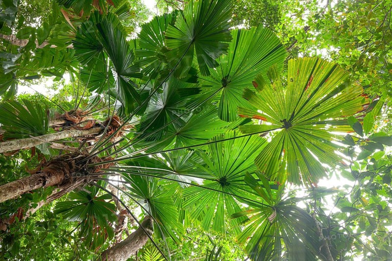 Australian fan palms in sunny rainforest on the way to Mount Sorrow in Daintree National Park Queensland, Australia