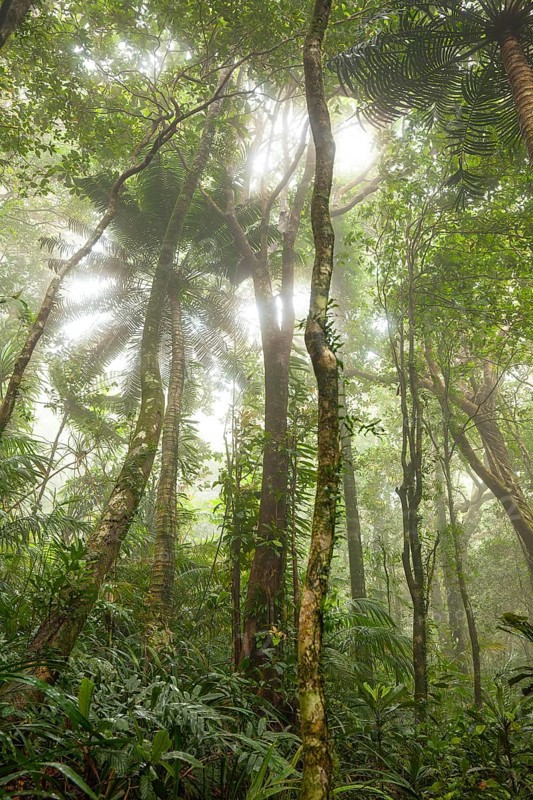 Misty tropical forest with ficus and endemic species on the way to Mount Sorrow in Daintree National Park, Queensland, Australia