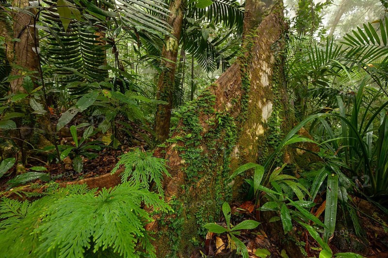Misty tropical forest with ficus and endemic species on the way to Mount Sorrow in Daintree National Park, Queensland, Australia