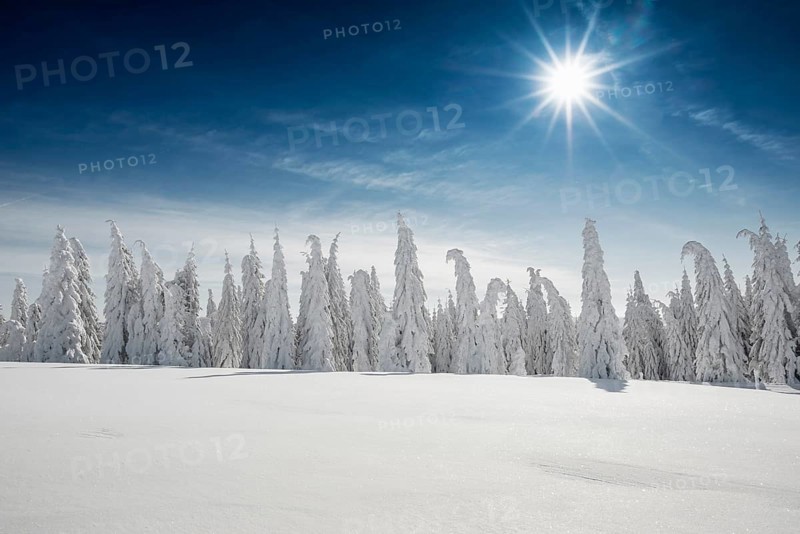 Snow-covered fir trees in sunshine, Stübenwasen, Feldberg, Todtnauberg, Black Forest, Baden-Württemberg, Germany