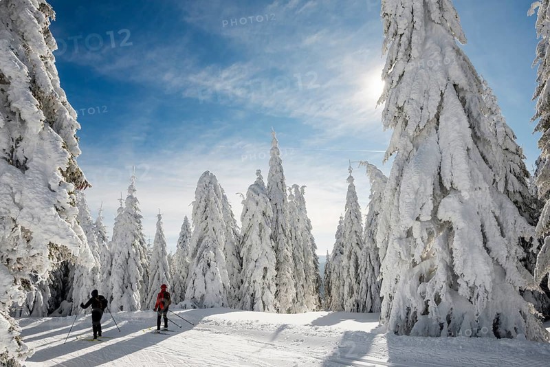 Snow-covered firs and cross-country skiers, Stübenwasen, Feldberg, Todtnauberg, Black Forest, Baden-Württemberg, Germany