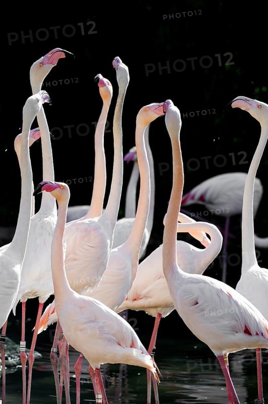 Pink flamingos, Phoenicopterus ruber-roseus