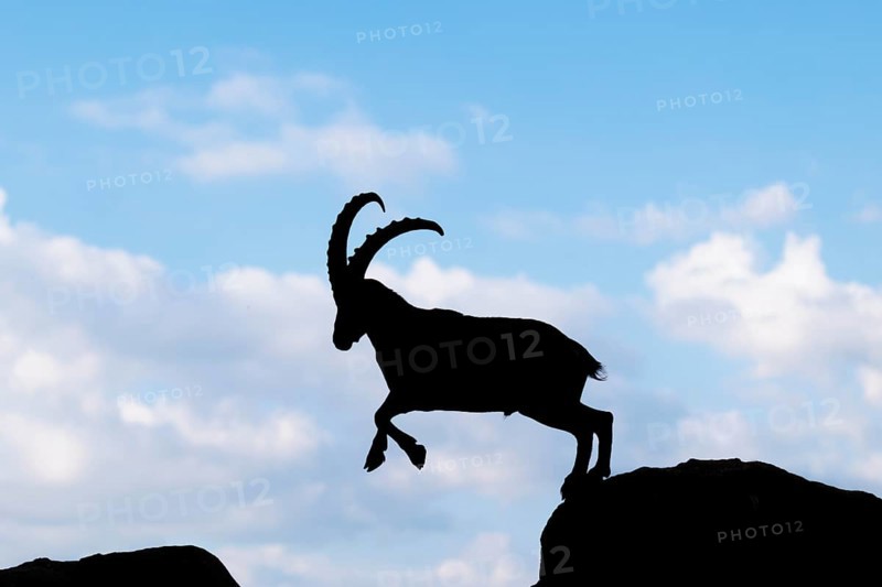 A male ibex (Capra ibex) jumps from rock to rock. Silhouette against a blue sky with clouds. Carinthia, Austria