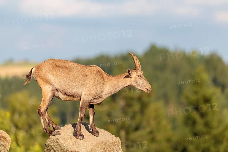 A female ibex (Capra ibex) stands on a rock on a sunny day. A blue sky with clouds and a forest can be seen in the background. Carinthia, Austria