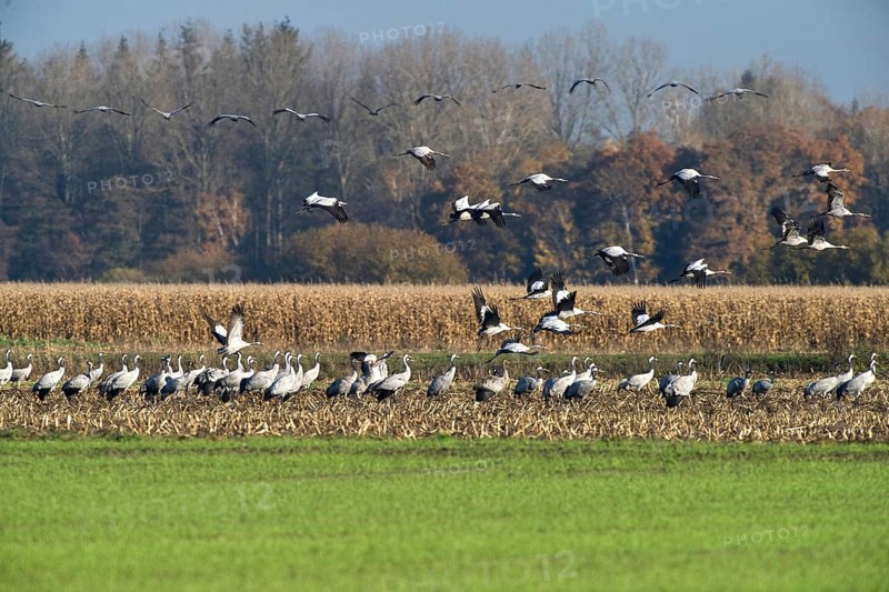 Cranes (grus grus) while resting on the southward train looking for food in a harvested corn field, North Rhine-Westphalia, Germany