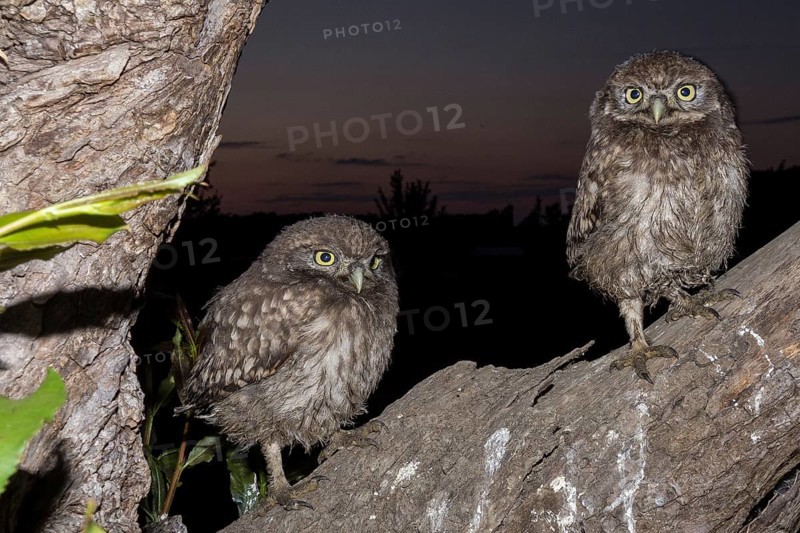 Little owl (Athene noctua), young stone owls sitting at twilight, North Rhine-Westphalia, Germany