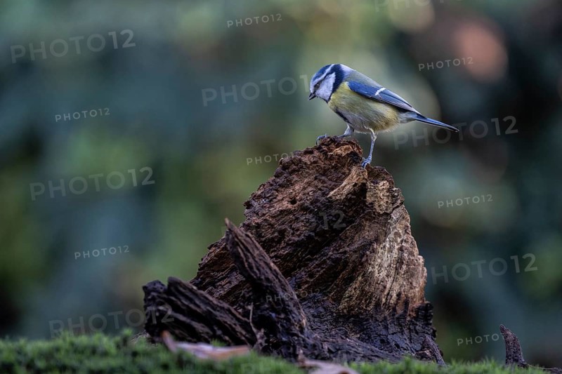 Blue tit (Parus caerulea), Emsland, Lower Saxony, Germany