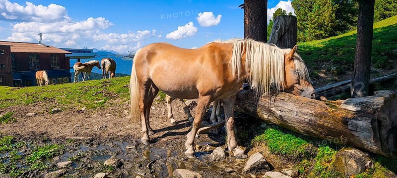 Free-grazing horses on an alpine pasture near the Acherkogel in the Stubai Alps in Hochoetz, Ötz, Ötztal, Tyrol, Austria