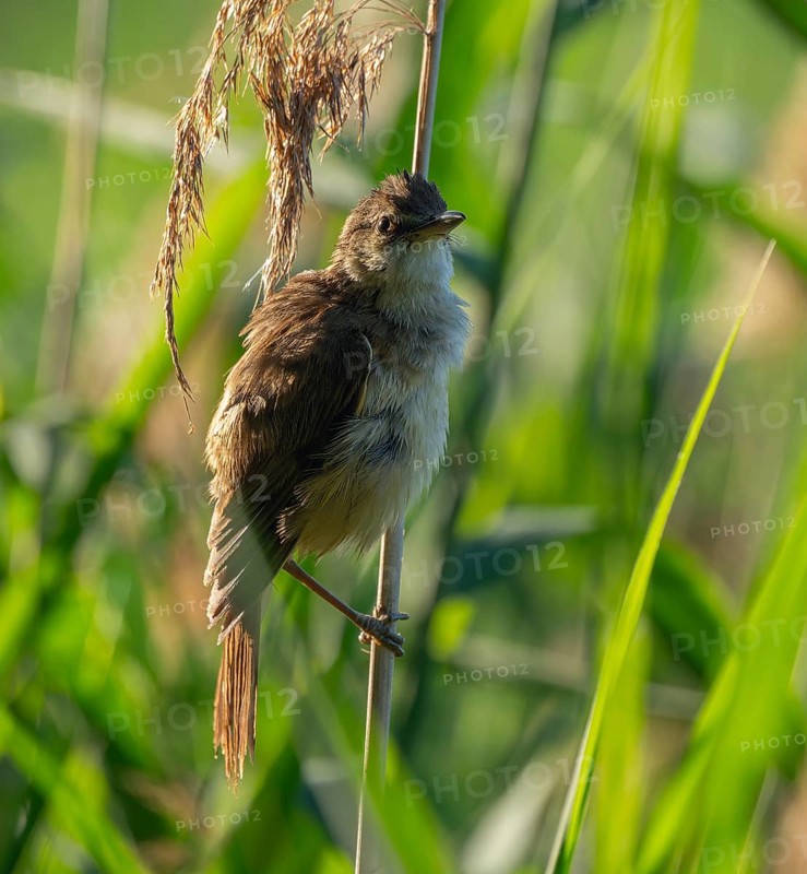 Thrush warbler (Acrocephalus arundinaceus) on a reed, reed (Phragmites australis), Lower Saxony, Germany