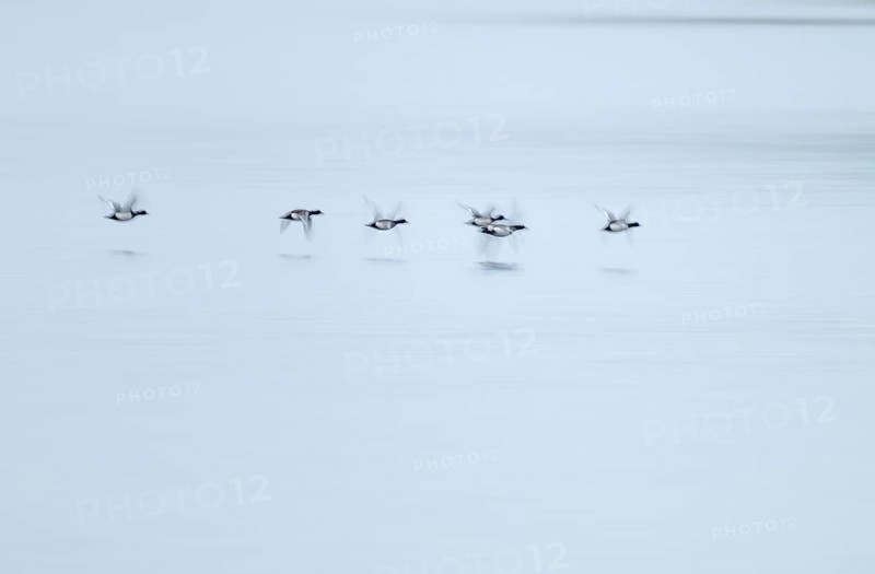 Heron duck (Aythya fuligula), heron flying over a lake, motion blur, long exposure, pull, mopping effect, Lower Saxony, Germany