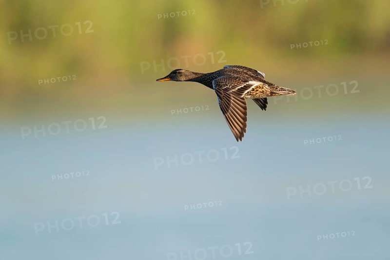 Schnatter duck (Mareca strepera), female flying across a lake, Lower Saxony, Germany