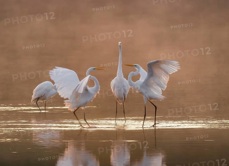 Great egrets (Ardea alba) stand in the warm orange morning light in the shallow water zone of a lake and quarrel, squabbles of fog over the water, Lower Saxony, Germany