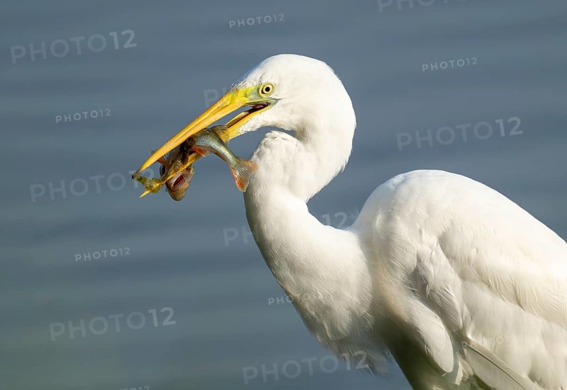 Great egret (Ardea alba) stands in the shallow water zone of a wetland with a fish in its beak, Lower Saxony, Germany
