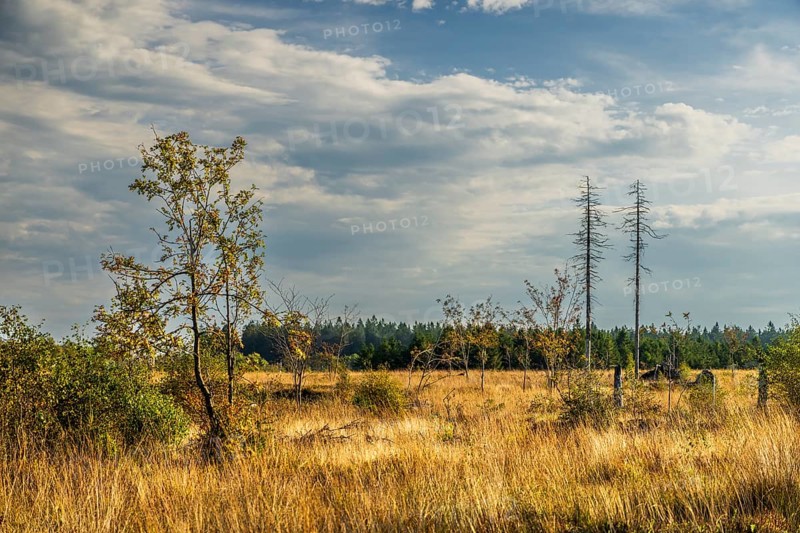 Barren landscapeof raised bog, National park of High Venn-Eifel, Wallonia, East Belgium