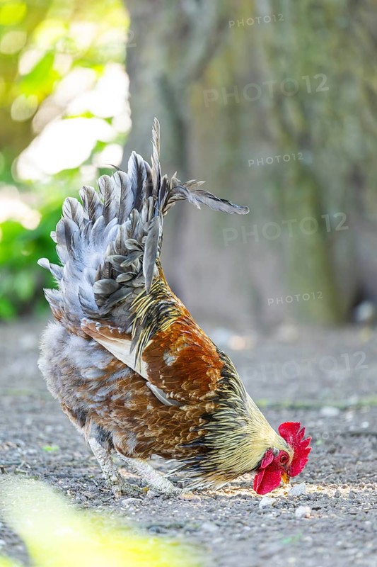 Domestic Chicken (Gallus gallus domesticus), rooster, standing on the ground, Bavaria, Germany