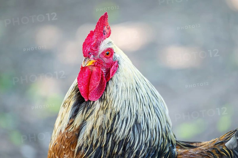 Domestic Chicken (Gallus gallus domesticus), portrait, Bavaria, Germany