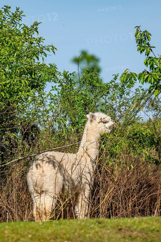 White Llama (Lama glama) standing on a meadow, Bavaria, Germany