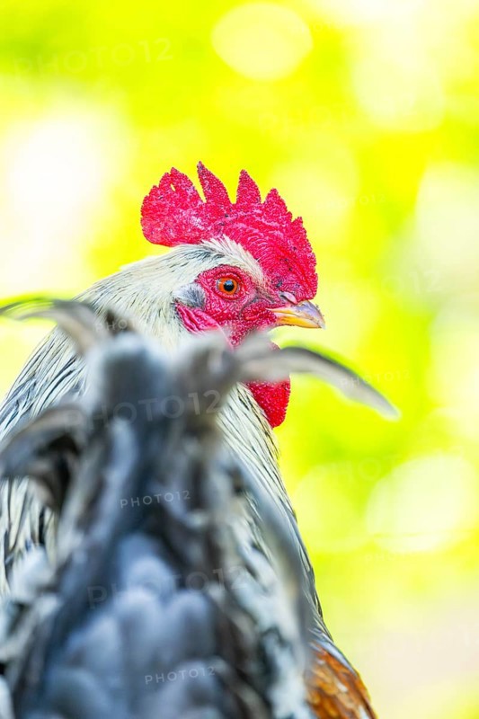 Domestic Chicken (Gallus gallus domesticus), portrait, Bavaria, Germany