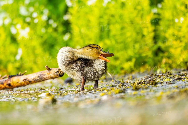 Wild duck (Anas platyrhynchos) chick standing at the schore of a little lake, Bavaria, Germany