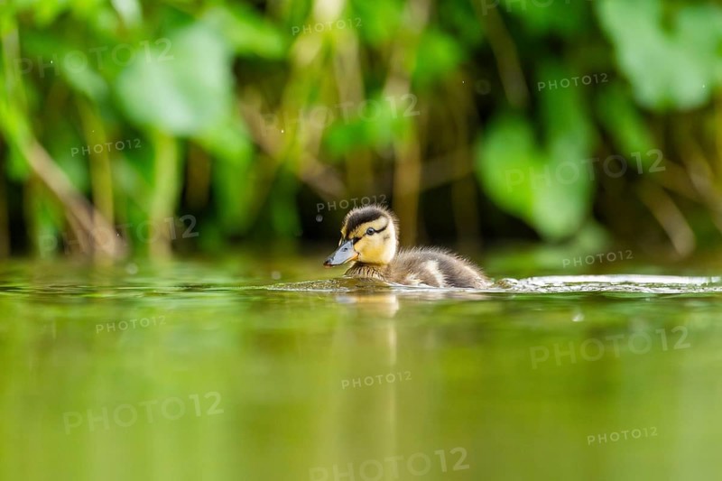 Wild duck (Anas platyrhynchos) chick swimming on a lake, Bavaria, Germany