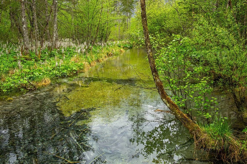 Lanscape of a little stream flowing through the forest in spring on a rainy day, Bavaria, Germany
