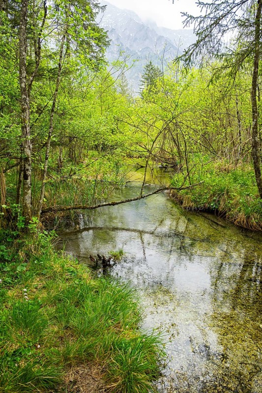 Lanscape of a little stream flowing through the forest in spring on a rainy day, Bavaria, Germany