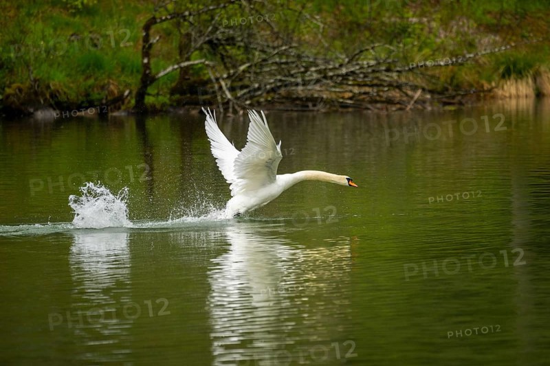 Mute swan (Cygnus olor) starts flying from a lake, Austria