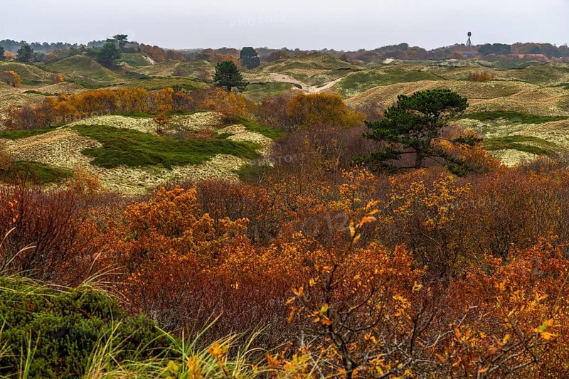 Dune sheep of Ostplate, in the east of the East Frisian island of Spiekeroog, autumn, brown dunes, Lower Saxony, Germany