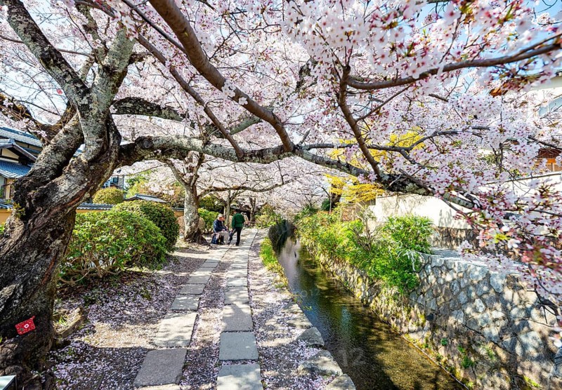 Footpath along a canal, cherry blossoms in spring, Philosopher's Path or Tetsugaku no michi, Kyoto, Japan