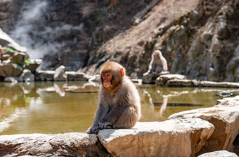 Japanese macaque (Macaca fuscata) sitting on rocks near water, Yamanouchi, Nagano Prefecture, Honshu Island, Japan