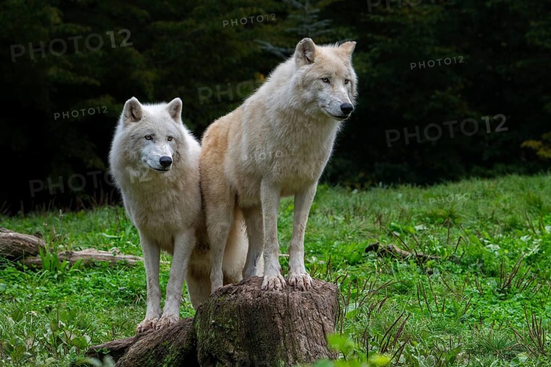 Two Arctic wolves, white wolves, polar wolves (Canis lupus arctos) in zoo, wolf species native to the High Arctic tundra of Canada