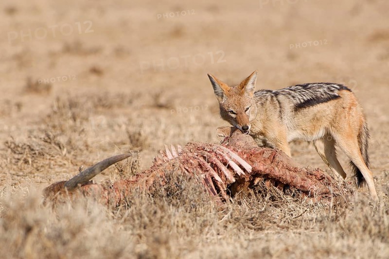 Black-backed jackal (Lupulella mesomelas), adult, feeding on skin and carcass of a common eland (Taurotragus oryx), Kgalagadi Transfrontier Park, Northern Cape, South Africa