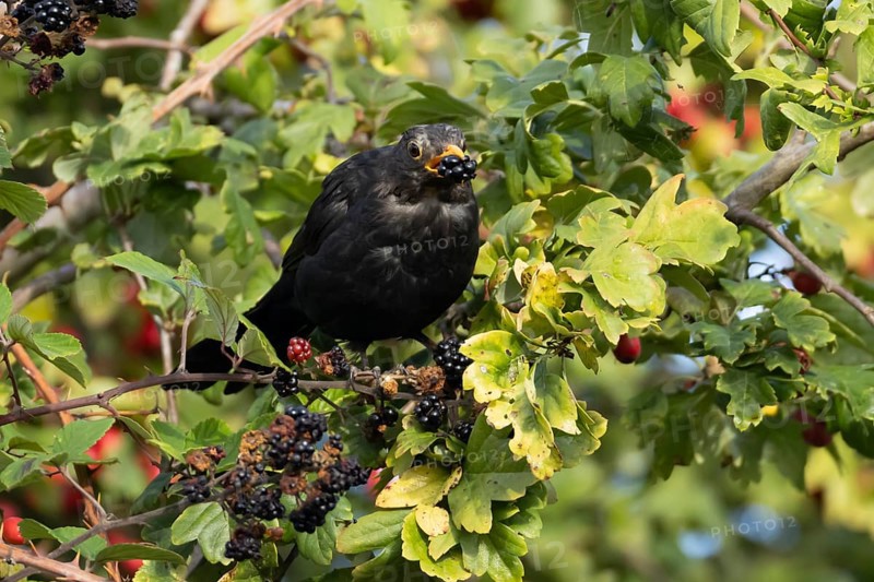 Eurasian blackbird (Turdus merula) adult male bird feeding on a blackberry in a hedgerow in the summer, England, United Kingdom