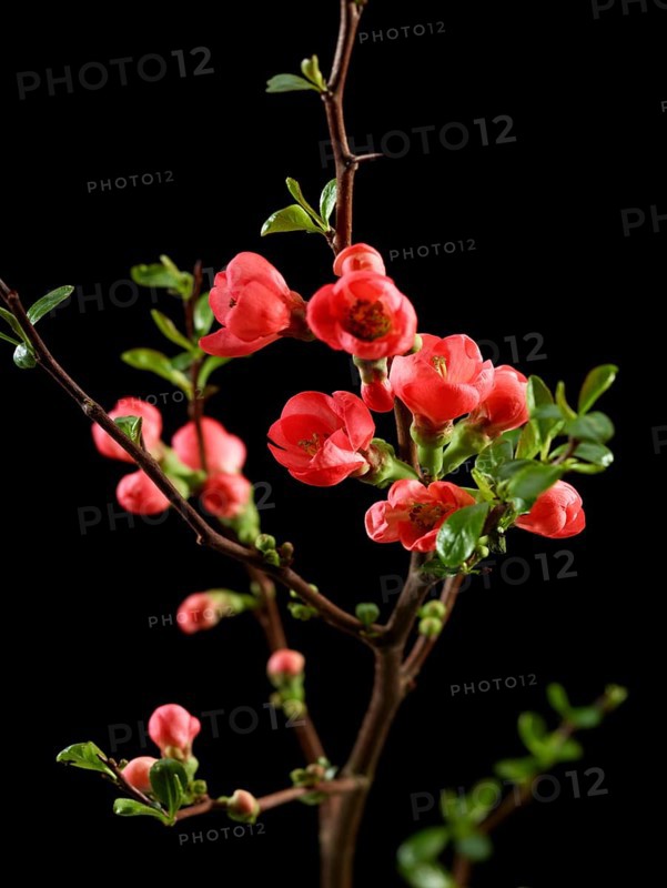 Quince branch with flowers (Cydonia oblonga) against black background