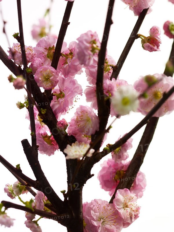 Almond branch with flowers (Prunus triloba) against white background