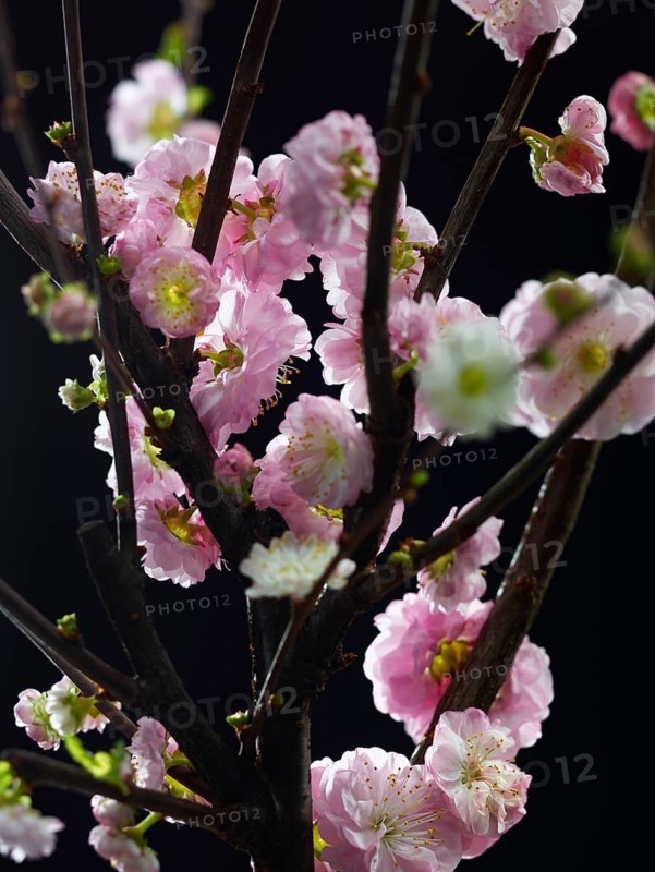 Almond branch with flowers (Prunus triloba) against a black background