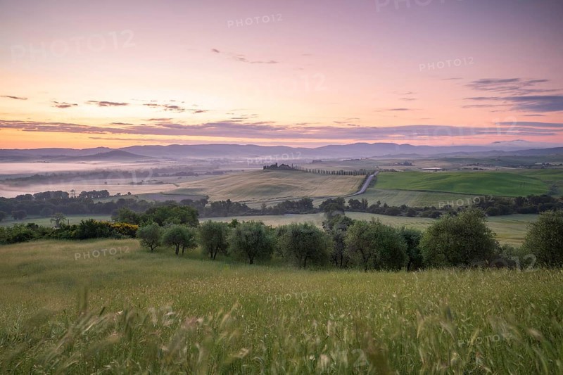 Poggio Covili estate with cypress alley (Cupressus) at sunrise, near San Quirico d'Orcia, Val d'Orcia, Siena Province, Tuscany, Italy