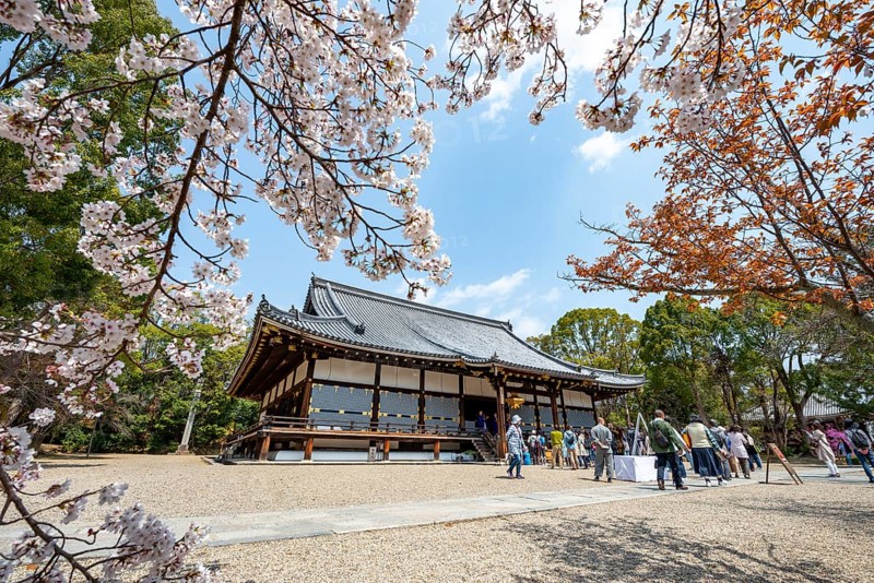 Blooming cherry trees, Kondo main hall of Ninna-ji Temple, Buddhist temple complex, Kyoto, Japan