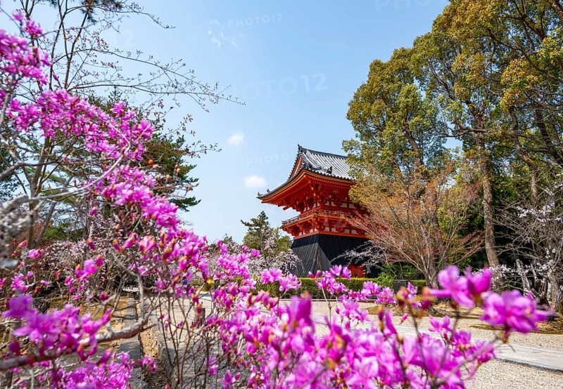 Purple blooming tree in spring with Shoro bell tower, Ninna-ji Temple, Buddhist temple complex, Kyoto, Japan