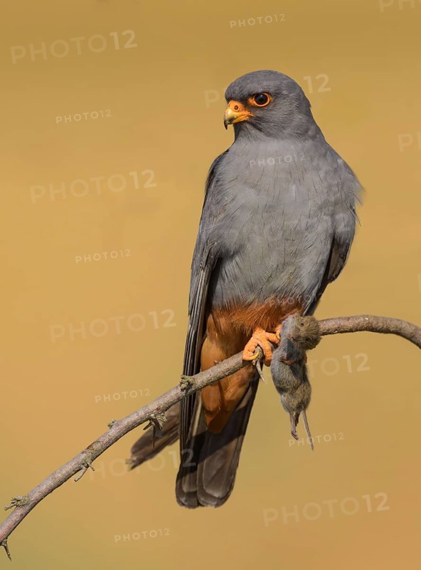 Red-footed falcon (Falco vespertinus), adult male sitting with a captured mouse, Kiskunság National Park, Hungary