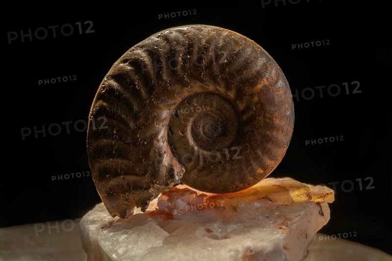 Ammonite fossils can be found on rocks. Details of the spiral reveal millions of years of evolution. Amber reflects bursts of light. Doubs, Frankrijk