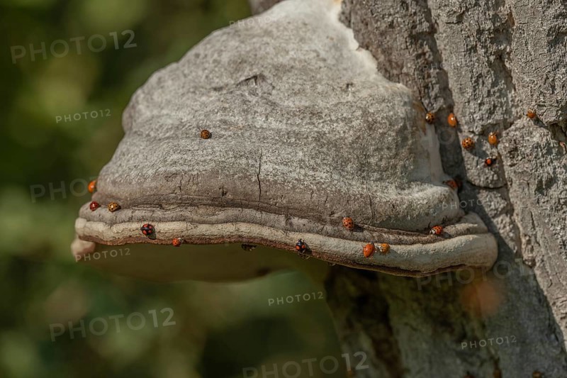 Mushroom grows on the bark of an old tree in a green forest. The sun shines through the leaves and creates a peaceful atmosphere. Invasion of Asian ladybugs. Bas Rhin, Alsace, France