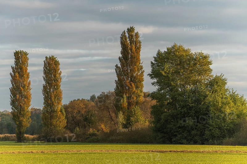 The serene landscape features golden poplars and green trees surrounded by fields. The mild autumn light creates a peaceful and warm atmosphere. Bas rhin, Alsace, Grand Est, France